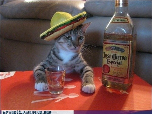 Time For a Good Old Fashioned Feline-esta!
