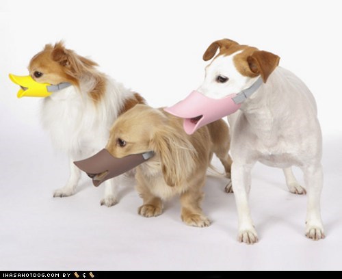 I Has A Hotdog: Goggie Swag - Duck-Billed Muzzles 