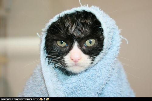 Cyoot Kitteh of teh Day: Am I Happy?  No.  No, I am Not Happy.