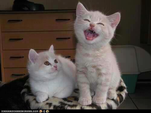 Cyoot Kittehs of teh Day: Uh Oh, Here Come the High Notes...