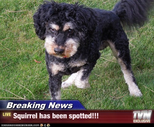 Breaking News - Squirrel has been spotted!!!
