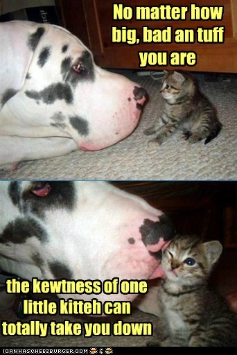 Lolcats: Kewt trumps tuff in round one