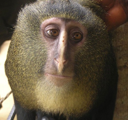 The Daily What: New Species of Monkey 