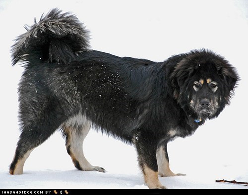 Goggie ob teh Week FACE OFF: Tibetan Mastiff 
