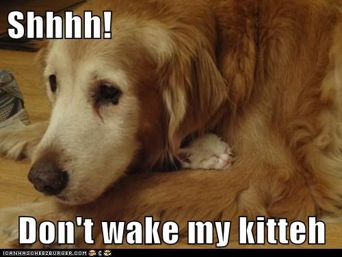 Shhhh!  Don't wake my kitteh