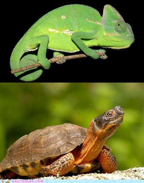 Squee Spree: Chameleons vs. Turtles 
