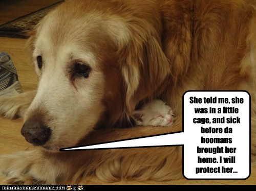 She told me, she was in a little cage, and sick before da hoomans brought her home. I will protect her...