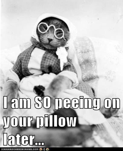 I am SO peeing on your pillow later...