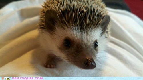 Reader Squee: Sonic The Hedgehog