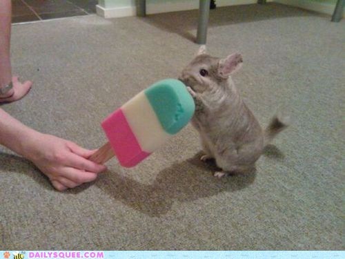 Chinchilla Enjoying a Popsicle 