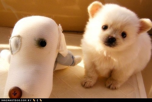 Cyoot Puppy ob teh Day: Plushie