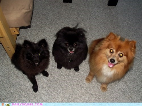 Reader Squee: My Three Rescued Dogs