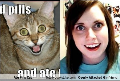 Ate Pills Cat Totally Looks Like Overly Attached Girlfriend