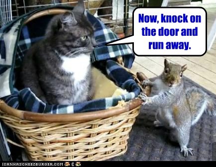 How Cat's Adopt Owners
