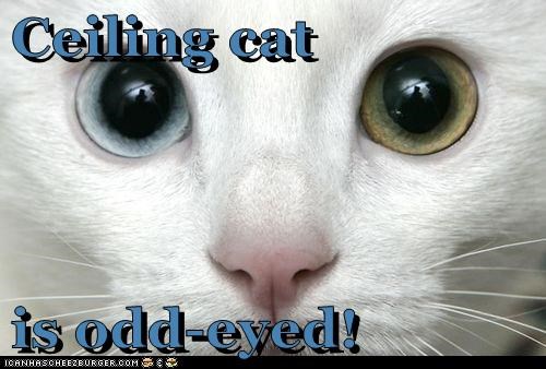 Ceiling cat   is odd-eyed!