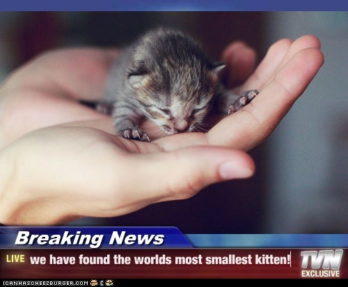 Breaking News - we have found the worlds most smallest kitten!