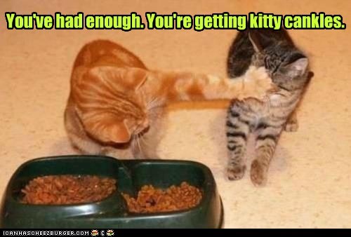 Lolcats: You've had enough. 