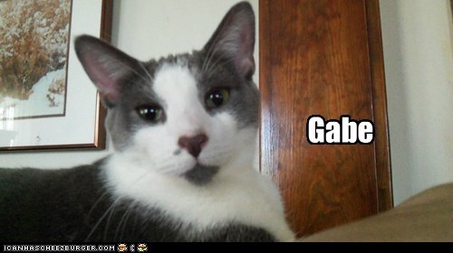 allcats' kittehs