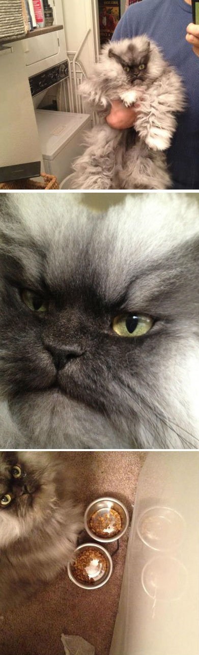 Like This Cat On Facebook of the Day