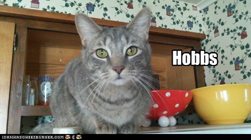 allcats' kittehs