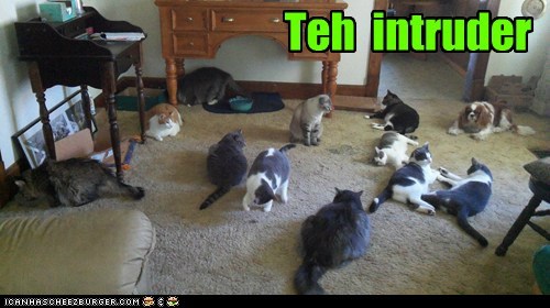 Teh  intruder