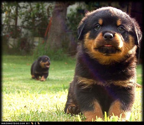 Cyoot Puppy ob teh Day: Tiny Rottweilers