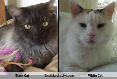 Black Cat Totally Looks Like White Cat