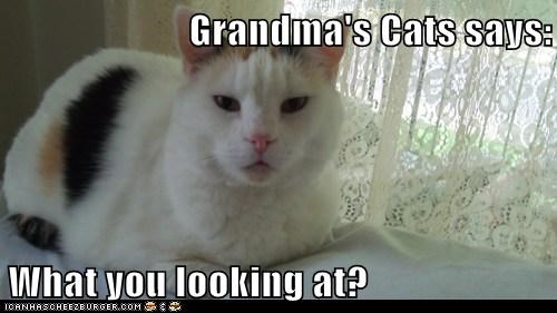 Grandma's Cats says:  What you looking at?
