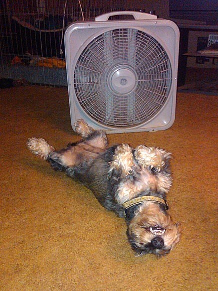 Around the Interwebs: 13 Pets Beat the Summer Heat