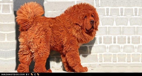 Goggie ob teh Week: Red Mastiff 