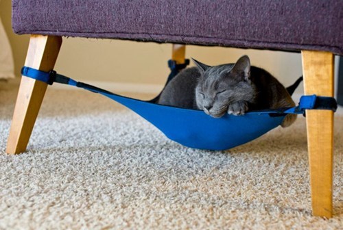 The Daily What: Your Cat Needs A Hammock of the Day