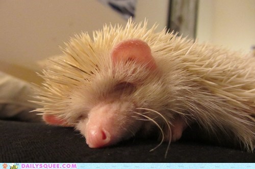 Reader Squee: Wedgie Zonked Out