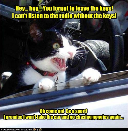 Lolcats: Hey... hey... 