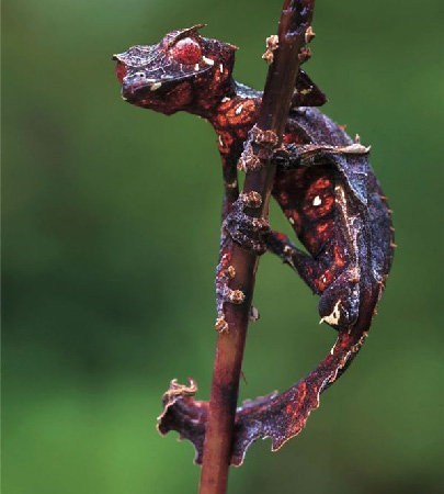 Creepicute: Satanic Leaf Tailed Gecko