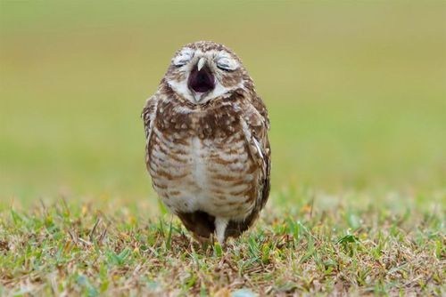 Opera Owl 
