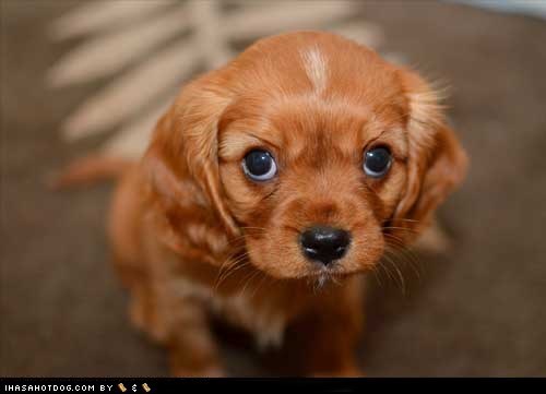 Cyoot Puppy ob teh Day: Caramel 