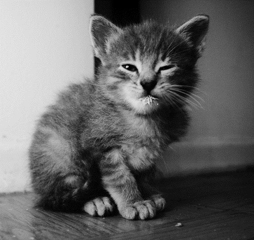 Cyoot Kitteh of teh Day: HOW DARE YOU SUGGEST I DRANK YOUR MILK!  HOW DARE YOU, SIR!