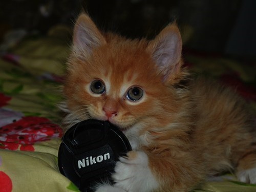 Cyoot Kitteh of teh Day: Catsel Adams