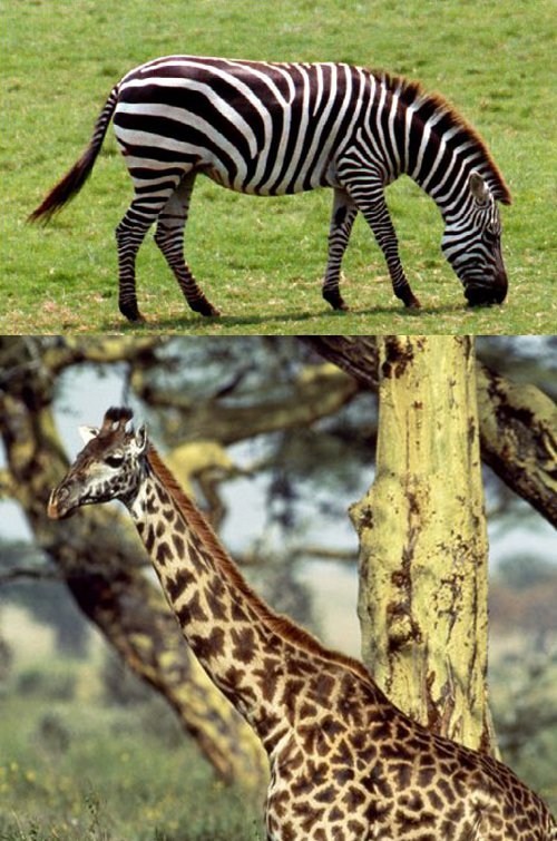 Squee Spree: Zebra vs. Giraffe 
