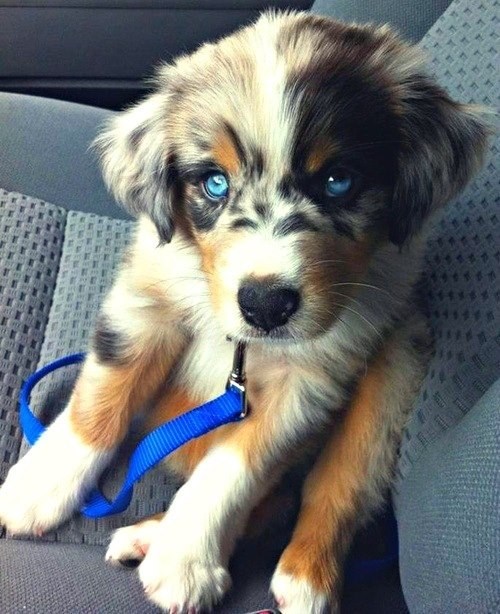 Cyoot Puppy ob teh Day: Blue-Eyed Aussie 