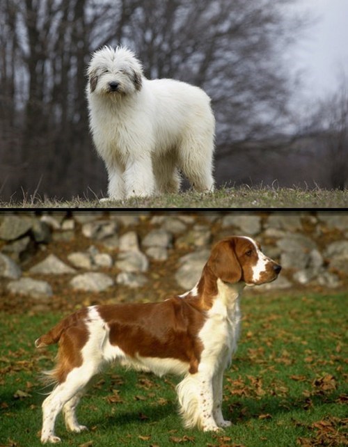 Goggie ob teh Week FACE OFF: Romanian Mioritic vs. Welsh Springer Spaniel