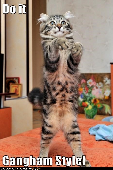 Lolcats: Gangnam Style!