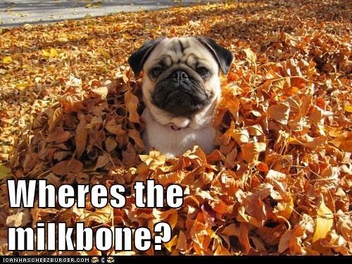 Wheres the milkbone?