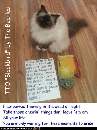 "Flap-Purred" (TTO "Blackbird" by The Beatles)