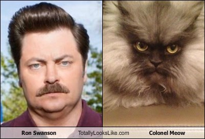 Totally Looks Like: Nick Offerman (Ron Swanson) Totally Looks Like Colonel Meow