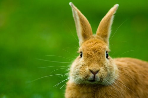 Bunday: Smirk 
