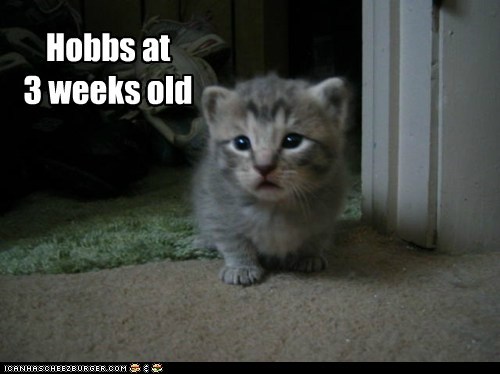 allcats' kittehs
