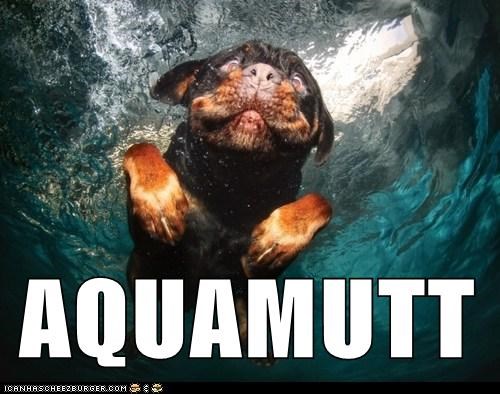 Aquaman's Dog