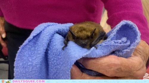Reader Squee: Cleobatra