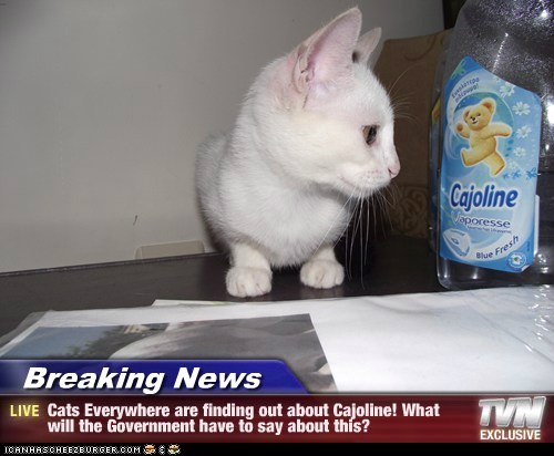 Breaking News - Cats Everywhere are finding out about Cajoline! What will the Government have to say about this?